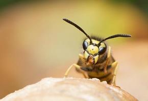 La avispa africana de Frente