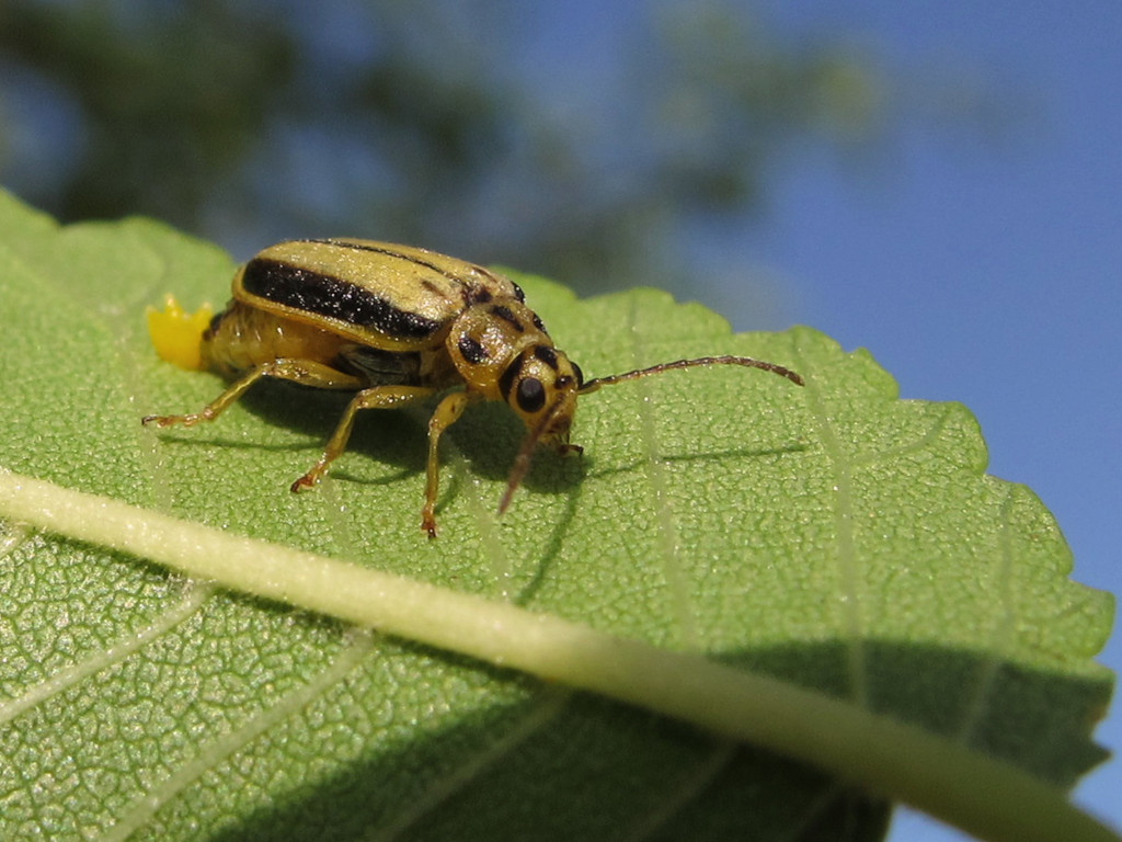 escarabajo amarillo