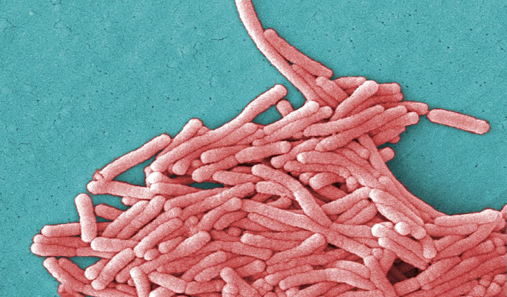 bacteria legionella