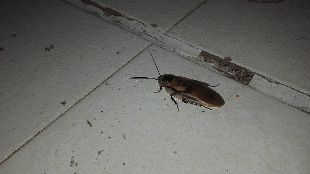 cucaracha