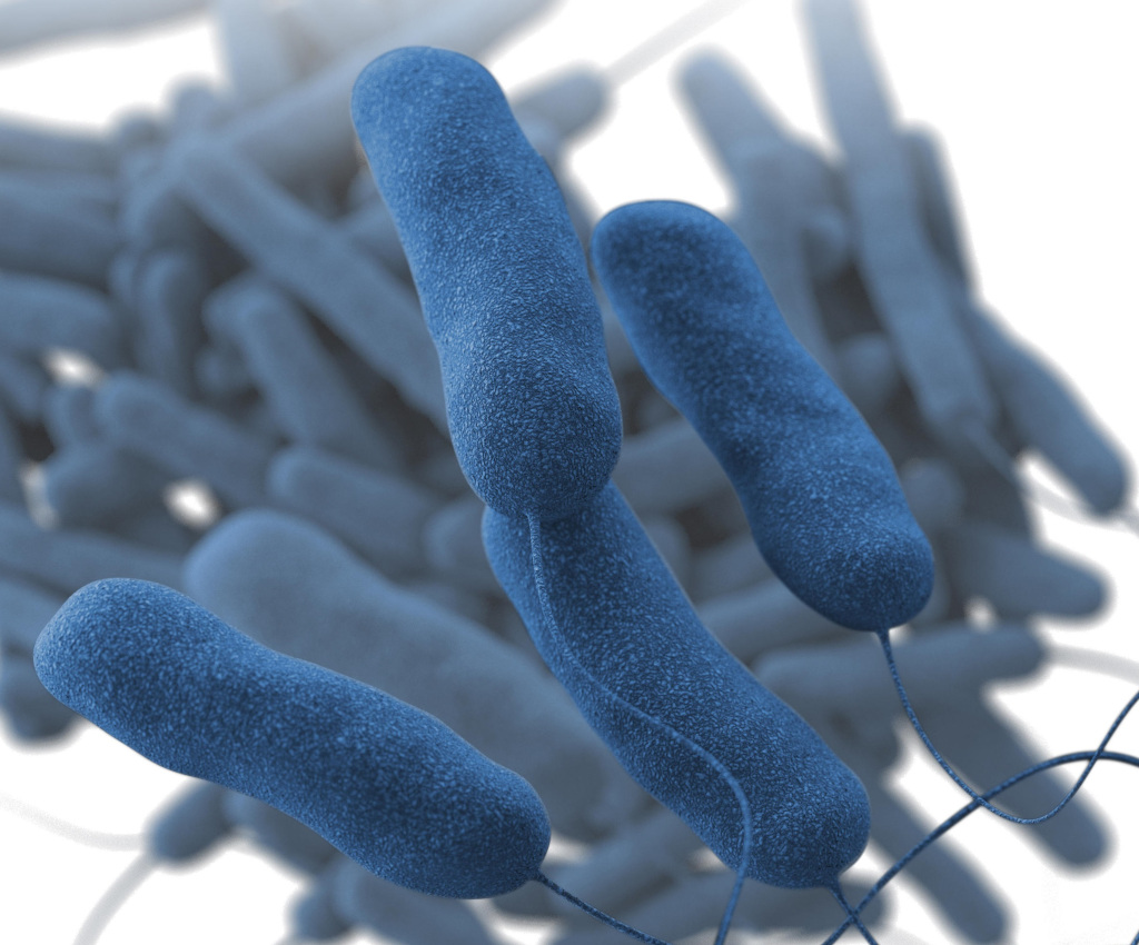 bacteria de legionella