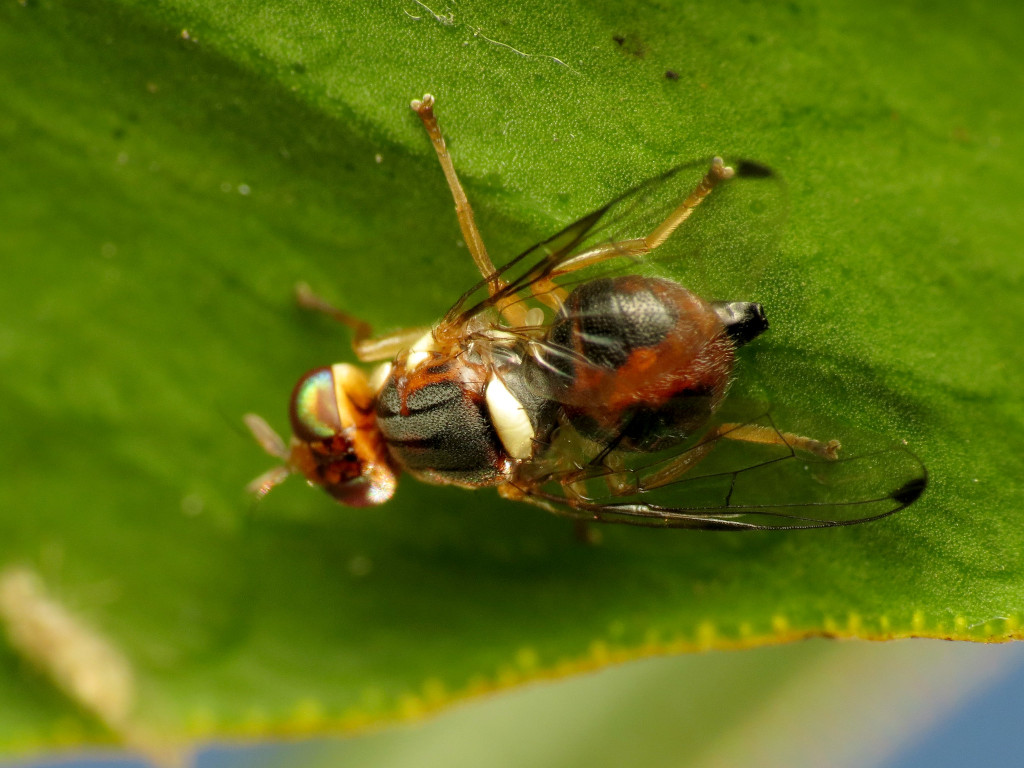 mosca del olivo