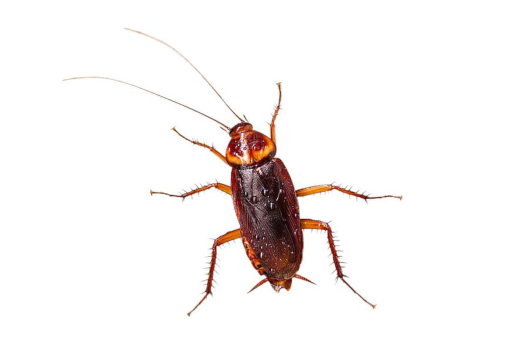 cucaracha