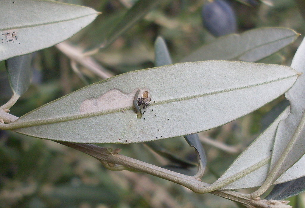 hoja con larva de prays del olivo