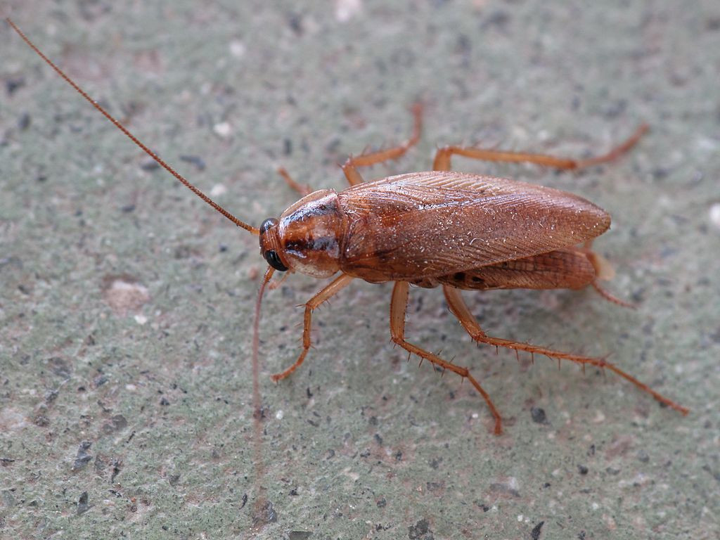 cucaracha