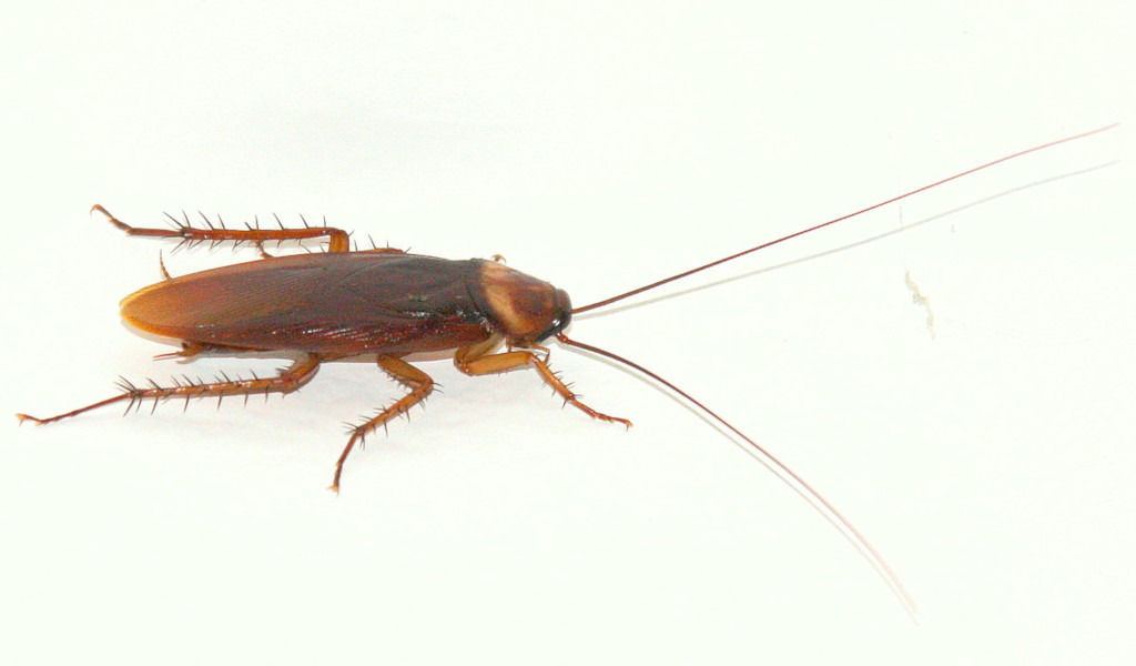 cucaracha americana