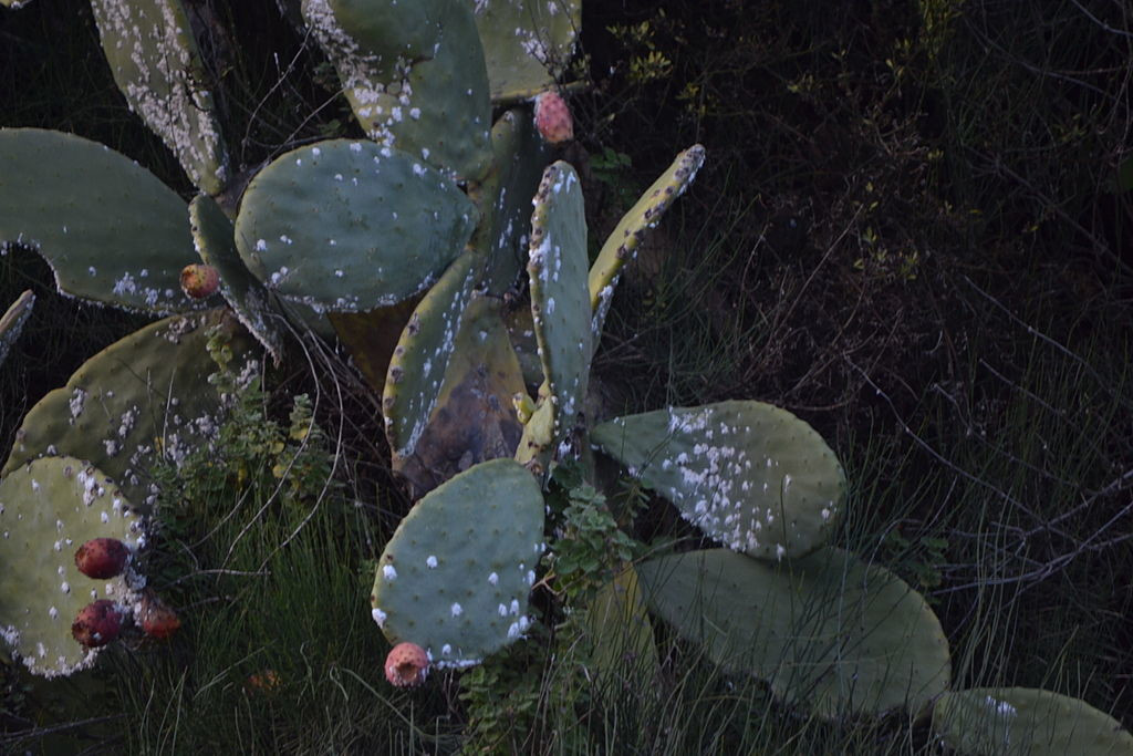 palas de chumbos afectadas de cochinilla del carmín