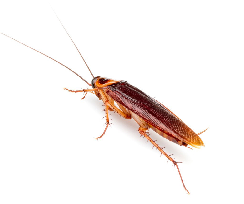 cucaracha