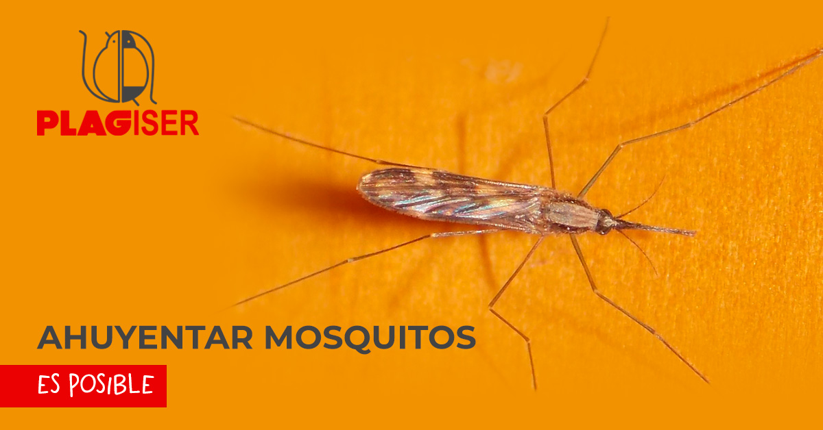 ahuyentar mosquitos