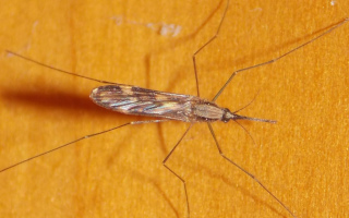 ahuyentar mosquitos