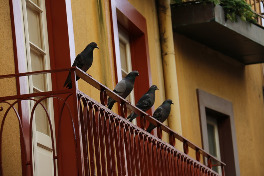 palomas en un balcón