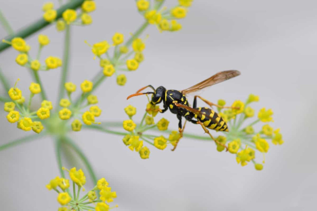 avispa adulta alimentándose de nectar