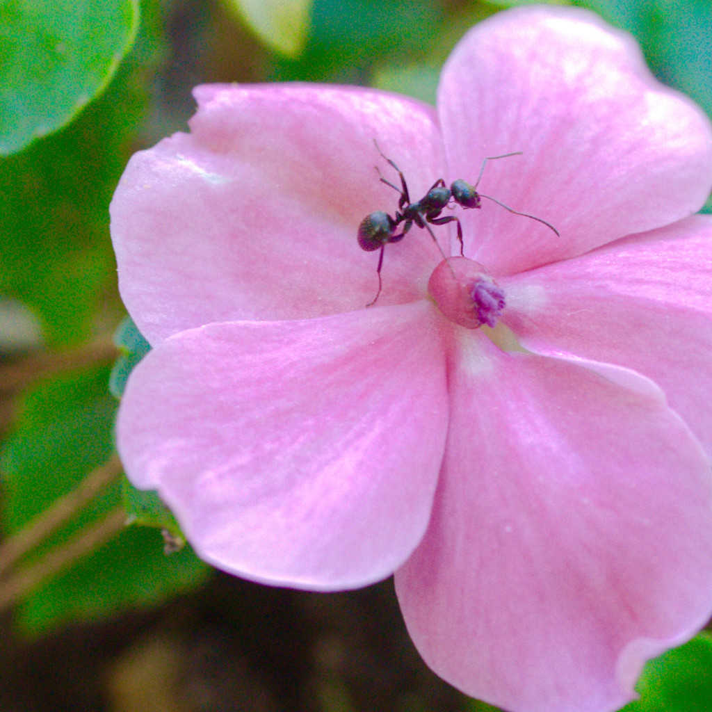 hormiga sobre una flor