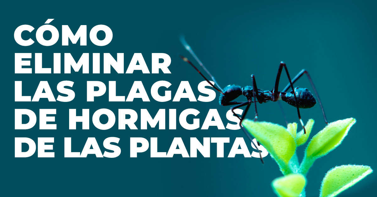 como eliminar plagas de hormigas