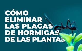 como eliminar plagas de hormigas