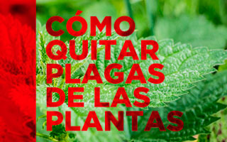 cómo quitar plagas de las plantas