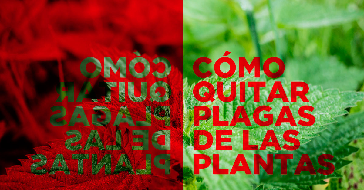 cómo quitar plagas de las plantas