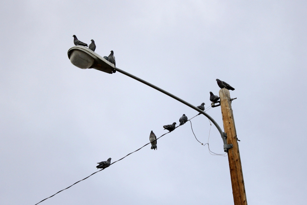 palomas en un poste de luz