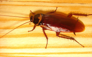 cucaracha australiana