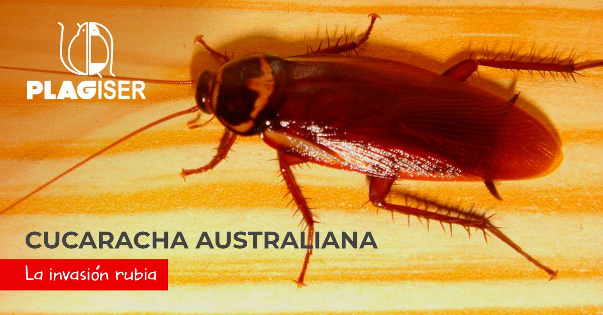 cucaracha australiana