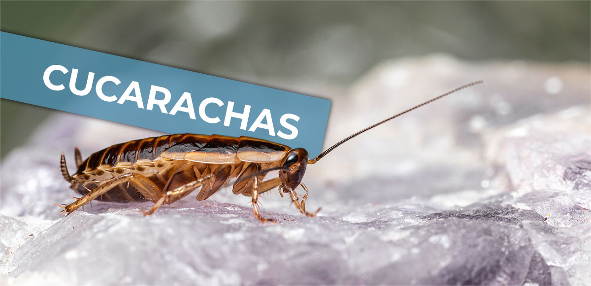 cucarachas malaga
