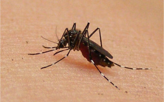 dengue hemorrágico