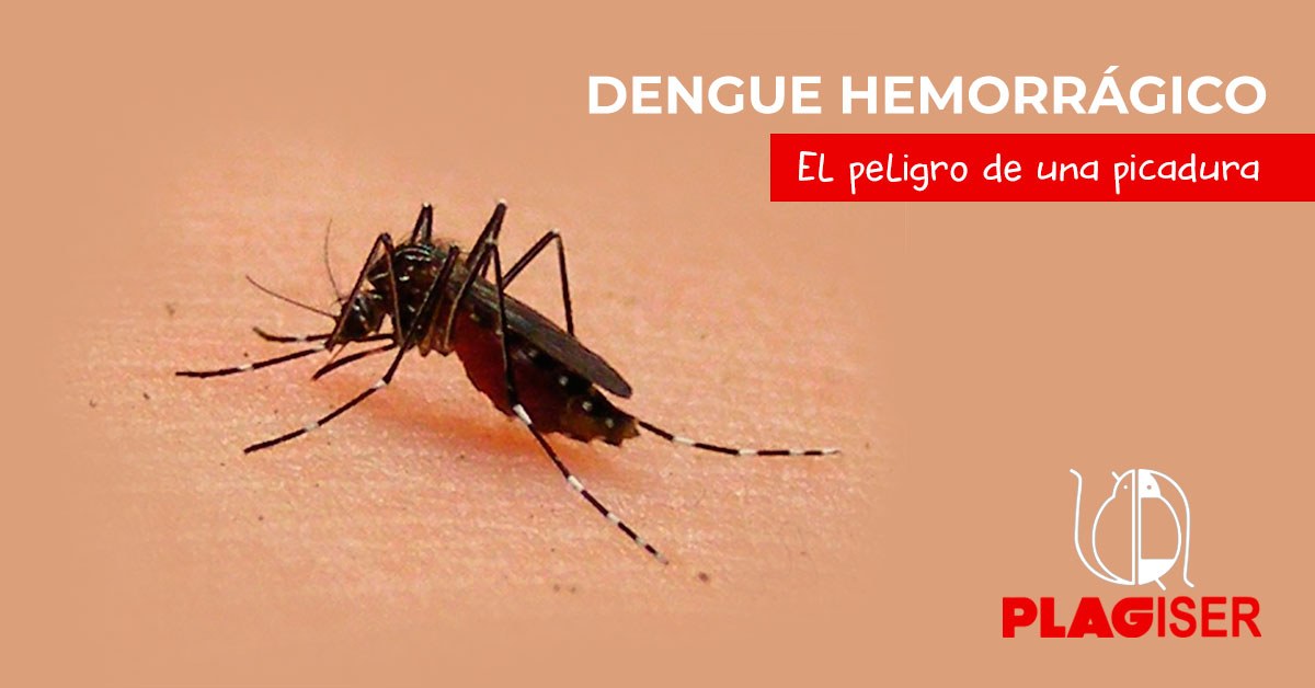dengue hemorrágico