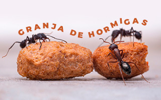 granja de hormigas