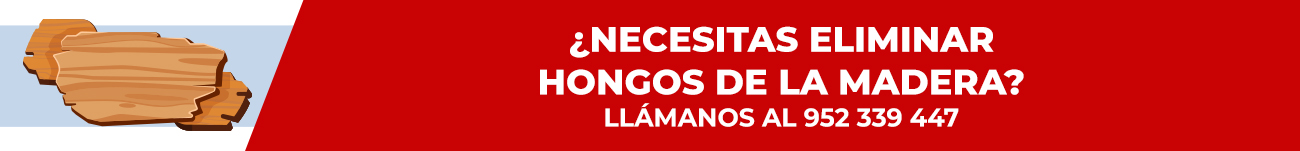 hongos malaga