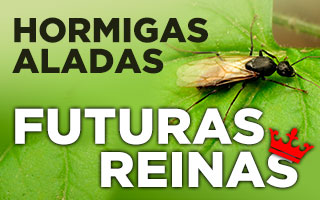 hormigas alada