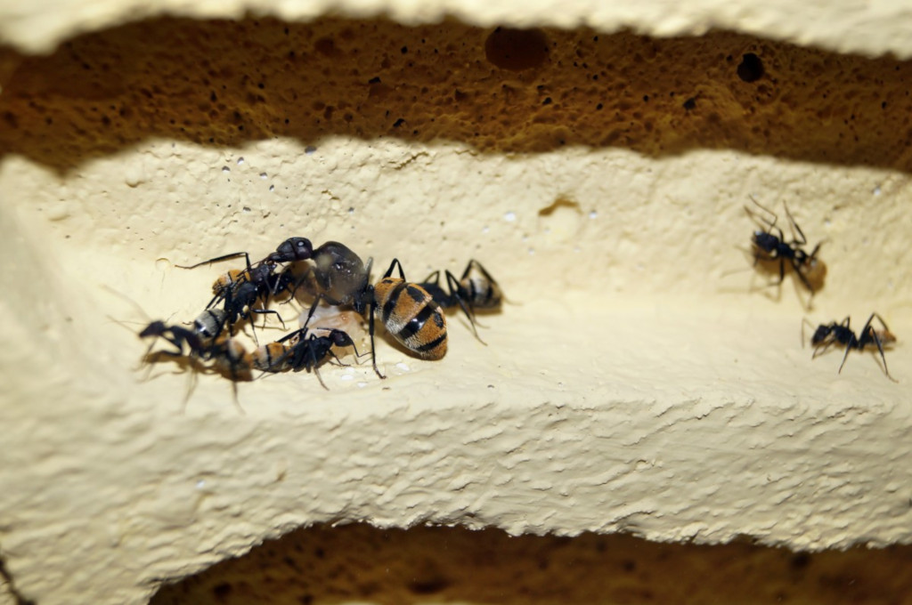 Foto de hormiga reina atigrada
