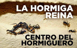 hormiga reina