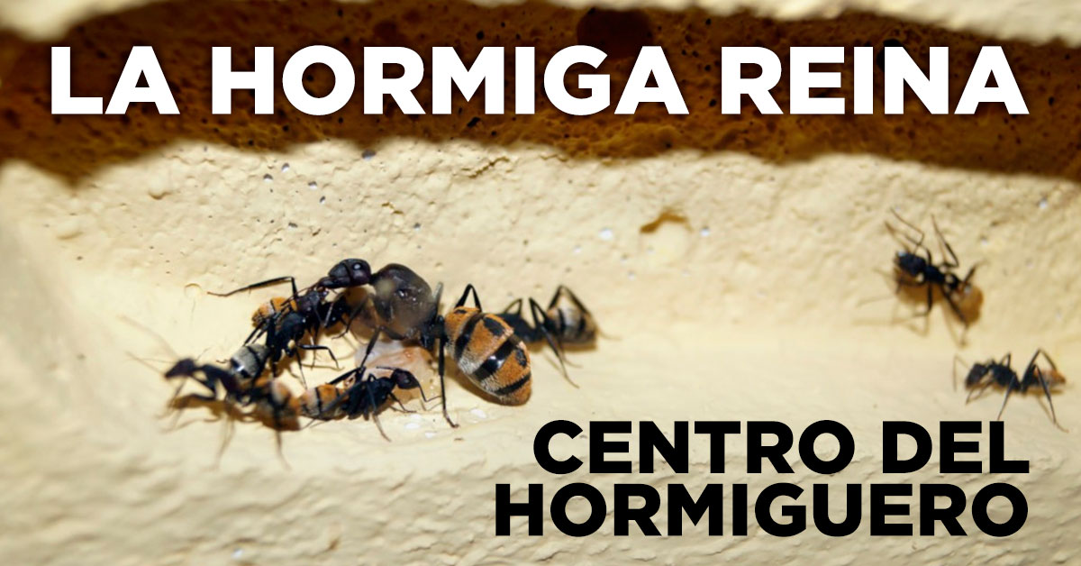 Hormiga Reina Viva Para Iniciar Hormigueros