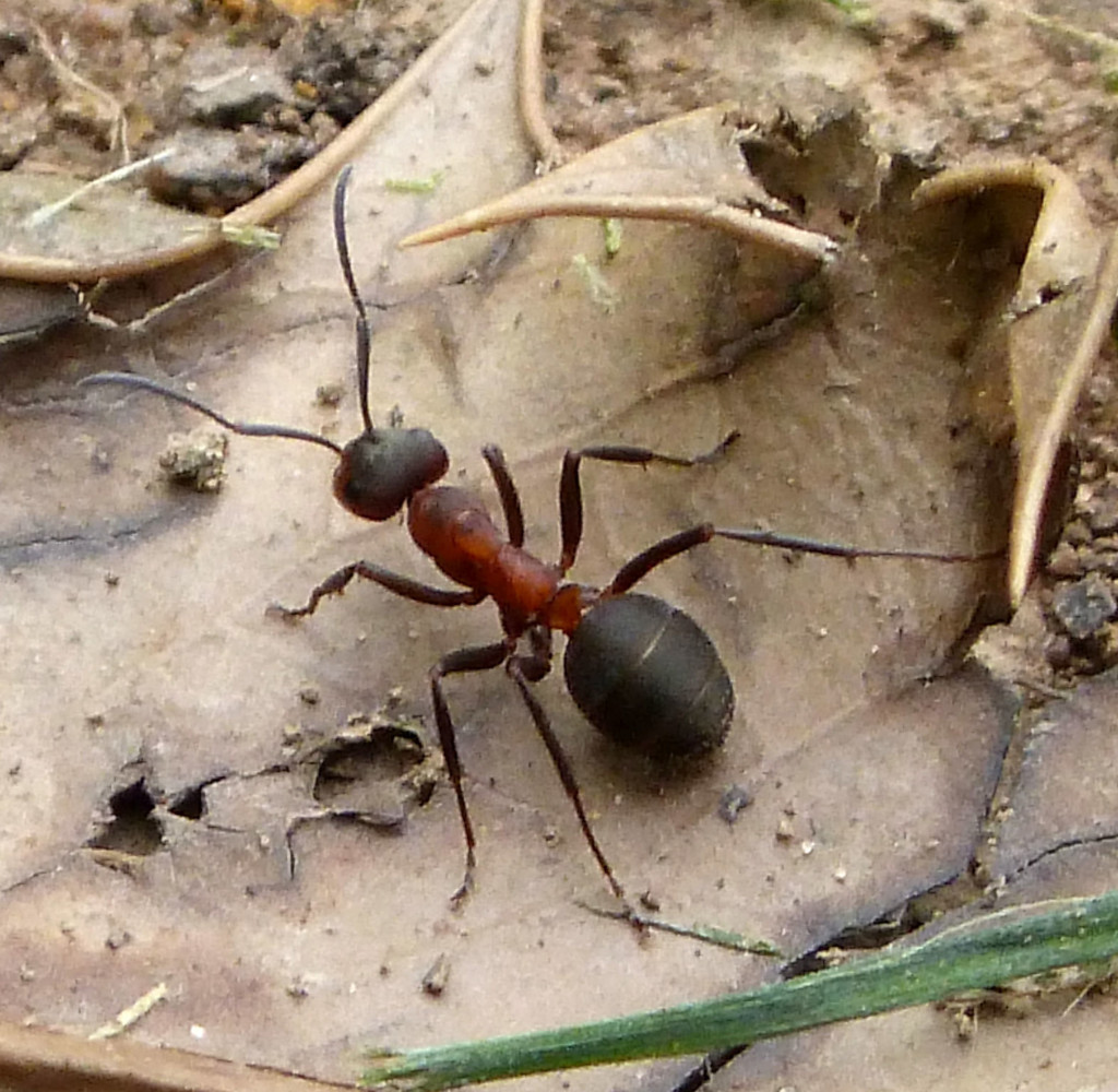 hormiga en una hoja