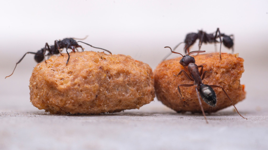 hormigas encima de croquetas