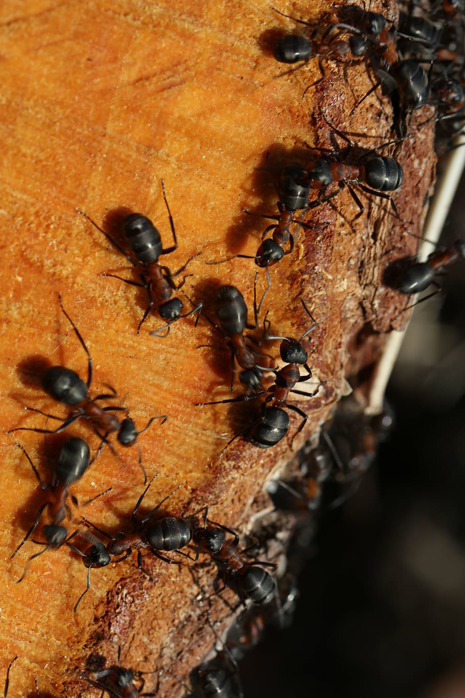 hormigas en madera