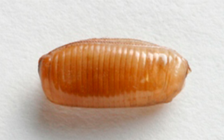 Huevos de cucaracha, como detectarlos y eliminarlos