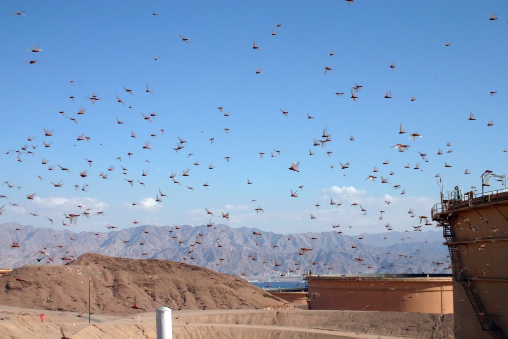 cielo plaga de insectos langosta