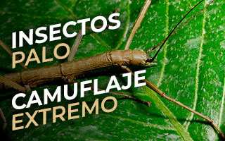 insectos palo