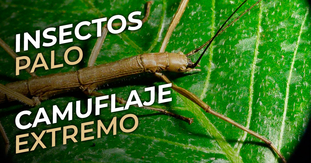 insectos palo