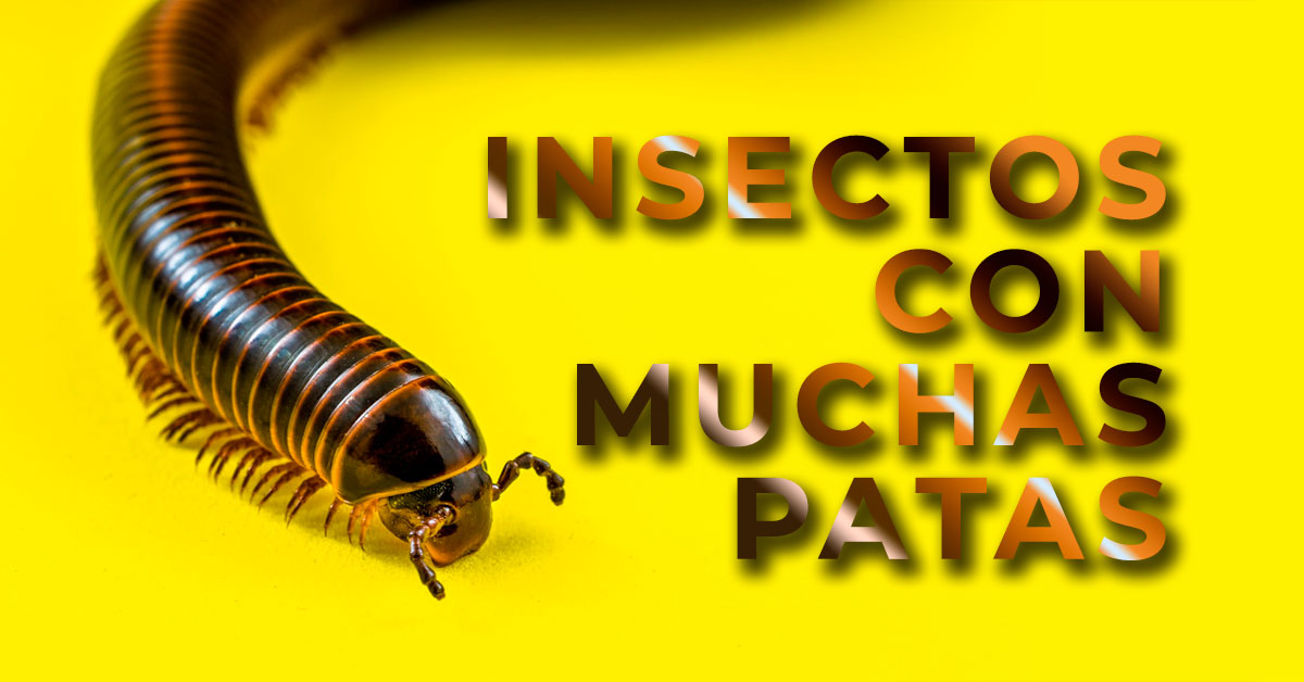 insectos con muchas patas