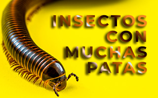 insectos con muchas patas