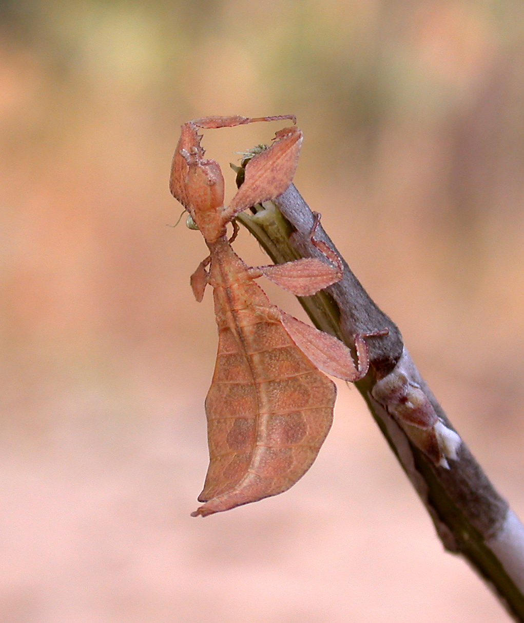 insecto hoja