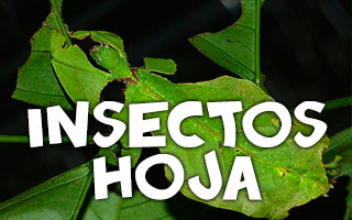 insectos hoja