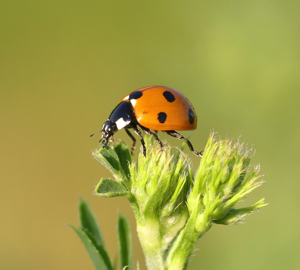 mariquita naranja