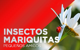 insectos mariquitas