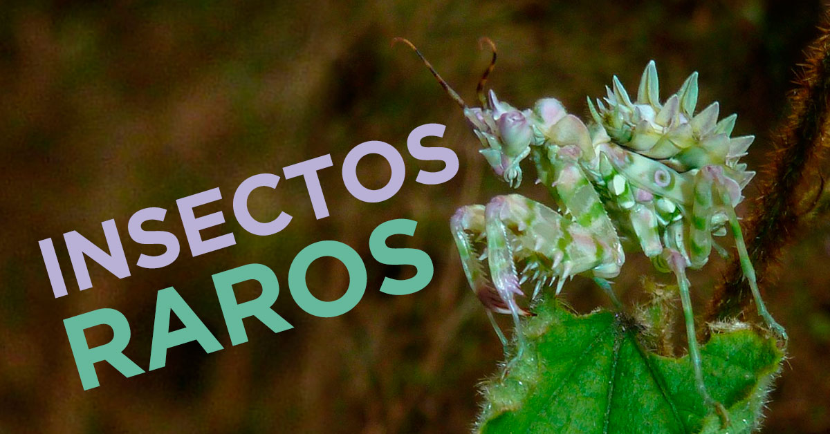 insectos raros