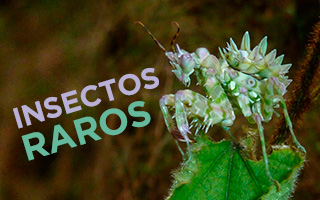 insectos raros