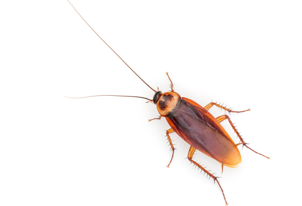 cucaracha