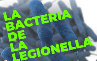 legionella bacteria